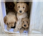 Small Photo #1 Goldendoodle Puppy For Sale in CASTRO VALLEY, CA, USA