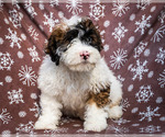 Small Photo #1 Saint Berdoodle Puppy For Sale in WAKARUSA, IN, USA