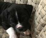 Small Photo #1 Olde English Bulldogge Puppy For Sale in RIMROCK, AZ, USA
