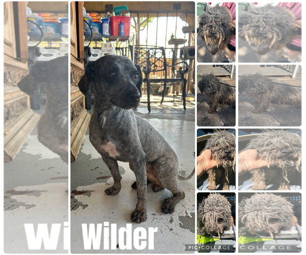 Medium Photo #2 Mutt Puppy For Sale in Queen Creek, AZ, USA