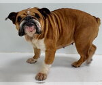 Small Bulldog