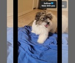 Small #2 ShihPoo
