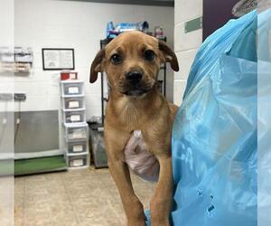 Mutt Dogs for adoption in Raleigh, NC, USA