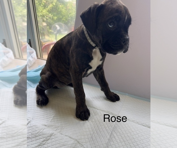 Medium Photo #17 Boxer Puppy For Sale in EUREKA, IL, USA