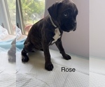 Small Photo #17 Boxer Puppy For Sale in EUREKA, IL, USA