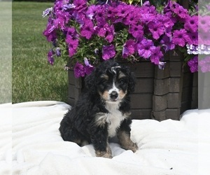 Bernedoodle (Miniature) Puppy for sale in MILLERSBURG, OH, USA