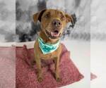 Small #10 Labrador Retriever Mix