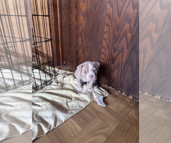 Medium Photo #4 American Bully Puppy For Sale in BOLINGBROOK, IL, USA