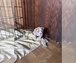 Small Photo #20 American Bully Puppy For Sale in BOLINGBROOK, IL, USA