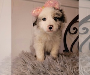 Australian Shepherd Puppy for sale in INDIANAPOLIS, IN, USA