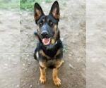 Small #2 German Shepherd Dog