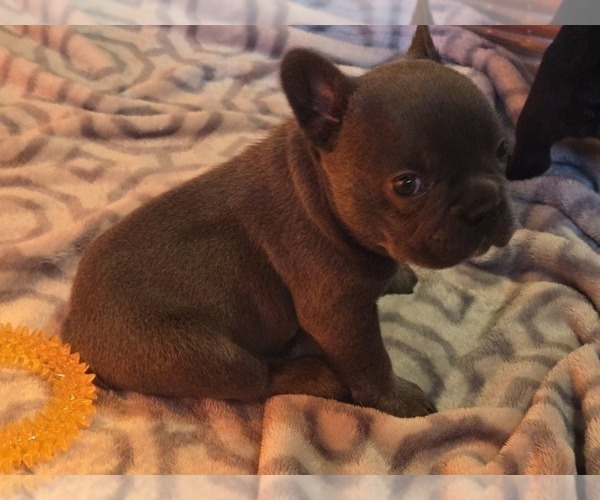 Medium Photo #2 French Bulldog Puppy For Sale in COLUMBUS, GA, USA