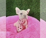 Small Photo #2 French Bulldog Puppy For Sale in SAN BERNARDINO, CA, USA