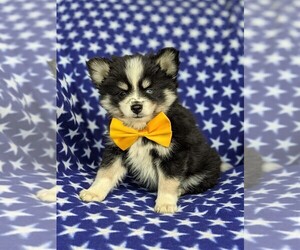 Pomsky Puppy for sale in CHRISTIANA, PA, USA