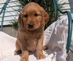 Small #3 Golden Retriever