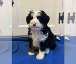 Small Photo #8 Bernedoodle (Miniature) Puppy For Sale in MILWAUKEE, WI, USA