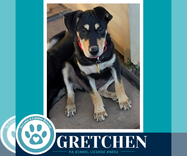 Medium Photo #2 German Shepherd Dog-Unknown Mix Puppy For Sale in Kimberton, PA, USA