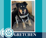 Small Photo #2 German Shepherd Dog-Unknown Mix Puppy For Sale in Kimberton, PA, USA