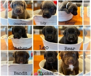 Labrador Retriever-Unknown Mix Litter for sale in WEST END, NC, USA