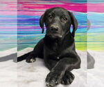 Small Labrador Retriever