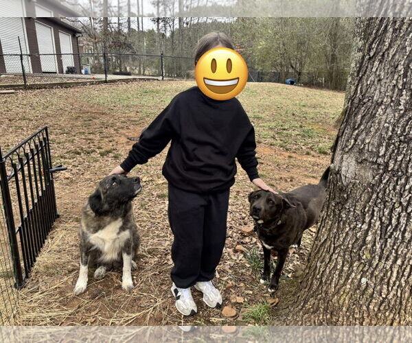 Medium Photo #3 Anatolian Shepherd-Labrador Retriever Mix Puppy For Sale in Royal Palm Beach, FL, USA