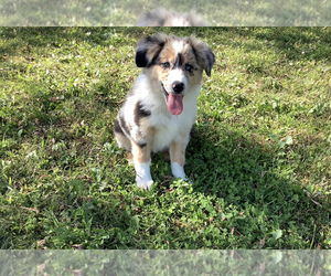 Australian Shepherd Puppy for sale in HILLSBORO, WI, USA