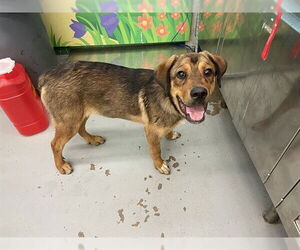 German Shepherd Dog Dogs for adoption in Waco, TX, USA