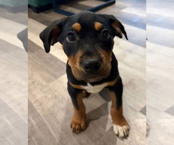 Medium Photo #4 Mutt Puppy For Sale in Mount Pleasant, SC, USA