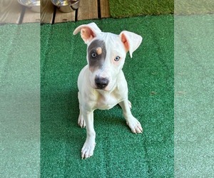 American Pit Bull Terrier-Unknown Mix Dogs for adoption in Germantown, OH, USA