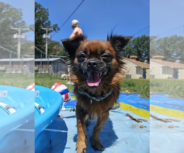 Medium Photo #5 ShiChi Puppy For Sale in Rustburg, VA, USA