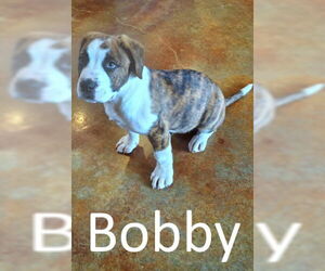 American Bulldog-Staffordshire Bull Terrier Mix Dogs for adoption in Mountain View, AR, USA