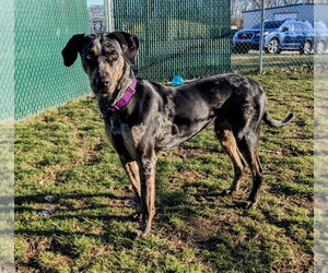Bjork - Female Catahoula Leopard Dog Dog for Adoption - Photo #8