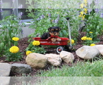 Small #2 Yorkshire Terrier