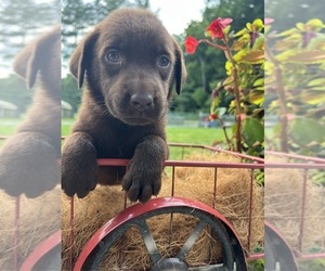 Labrador Retriever Puppy for sale in NEOLA, WV, USA