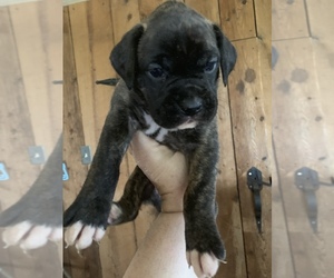 Boxer Puppy for sale in BUCK, PA, USA