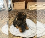 Small Photo #3 German Shepherd Dog Puppy For Sale in DRUMMONDS, TN, USA