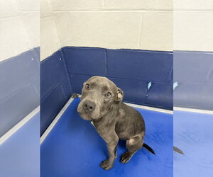 Mutt Dogs for adoption in Sterling, MA, USA
