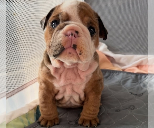 Medium Photo #3 English Bulldog Puppy For Sale in GAS CITY, IN, USA