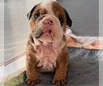 Small #2 English Bulldog