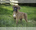 Small #7 Boxer