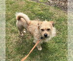 Small #3 Mutt