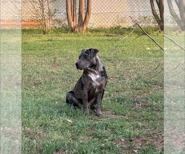 Medium Photo #3 Mutt Puppy For Sale in Greenville, SC, USA