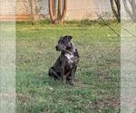 Small #2 Mutt