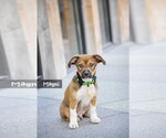 Small #2 Australian Shepherd Mix