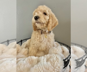 Goldendoodle Puppy for Sale in LOXAHATCHEE, Florida USA