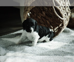 Small Photo #5 Goldendoodle Puppy For Sale in RALEIGH, NC, USA