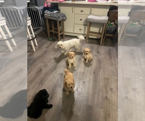 Maltipoo Puppy for Sale in TUSTIN, California USA