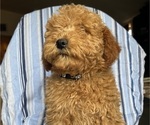 Small Photo #4 Goldendoodle (Miniature) Puppy For Sale in SAN FERNANDO, CA, USA