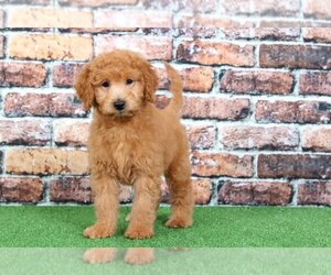 Goldendoodle Puppy for sale in BEL AIR, MD, USA