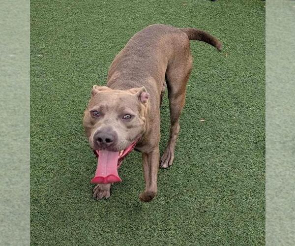 Medium Photo #3 American Pit Bull Terrier-Unknown Mix Puppy For Sale in Rockwall, TX, USA